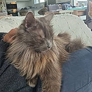 Hope a rejoint le concours — aidez-le/la à gagner de superbes lots ! cat, fluffy, gray, sleeping, pet, lap, cozy, home_interior, kitchen, window, natural_light, furniture, couch, person, relaxing, domestic_animal, indoor, comfortable, animal, resting