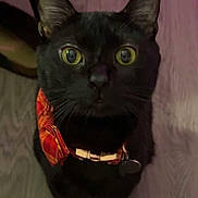 Diesel joined the competition — help win amazing prizes! black_cat, cat, pet, animal, yellow_eyes, collar, bow_tie, indoor, wooden_floor, curious, close_up, feline, sitting, looking_up, whiskers, ears, domestic_cat, cute, portrait, house_pet