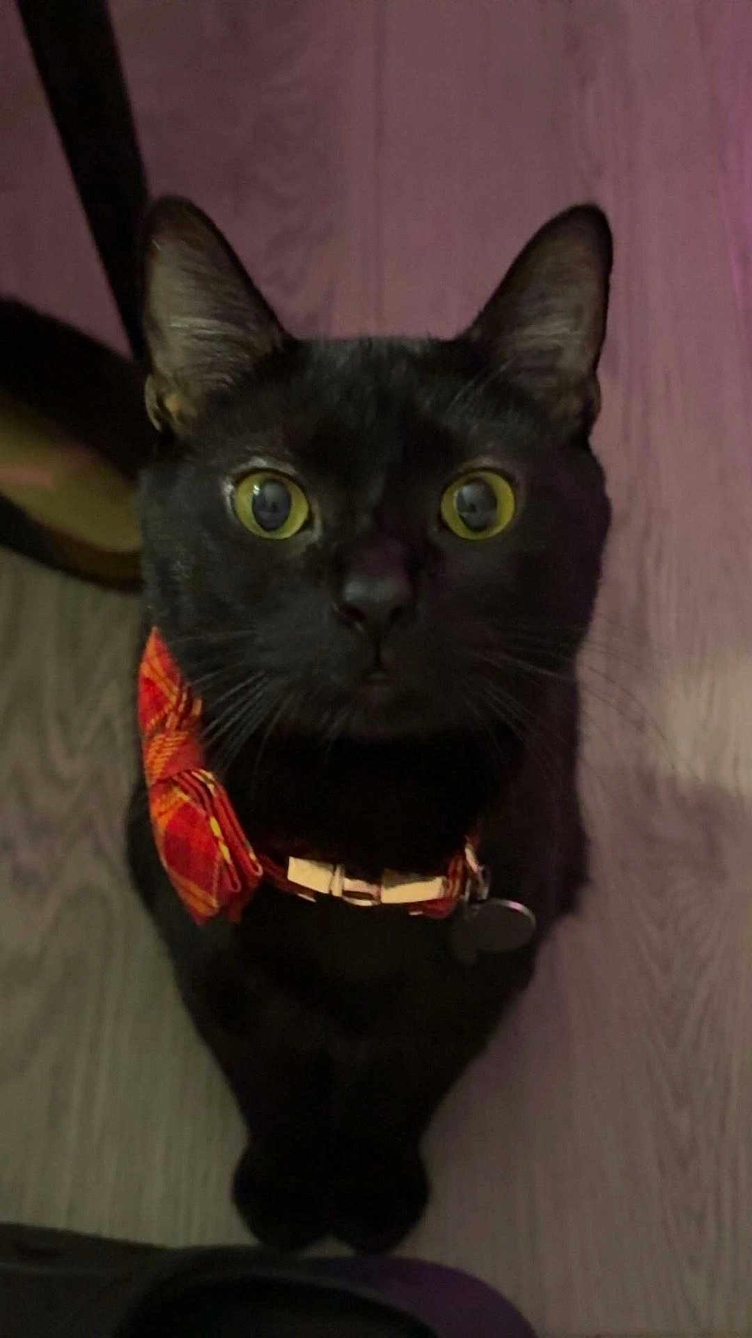 Diesel joined the competition — help win amazing prizes! black_cat, cat, pet, animal, yellow_eyes, collar, bow_tie, indoor, wooden_floor, curious, close_up, feline, sitting, looking_up, whiskers, ears, domestic_cat, cute, portrait, house_pet