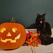 Salem joined the competition — help win amazing prizes! black_cat, cat, jack_o_lantern, pumpkin, halloween, autumn_leaves, orange, black_fur, indoor, floor_tiles, wall, mouth_open, spooky, decorations, holiday, pet, animal, cute, funny, fall