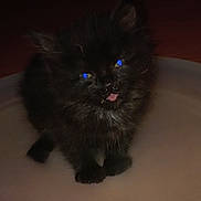 Sage is registered to the contest to win money with this photo: black_kitten, cat, pet, animal, furry, cute, tongue_out, blue_eyes, messy_face, whiskers, small, domestic_cat, indoor, fluffy, close_up, sitting, young, adorable, face, feline