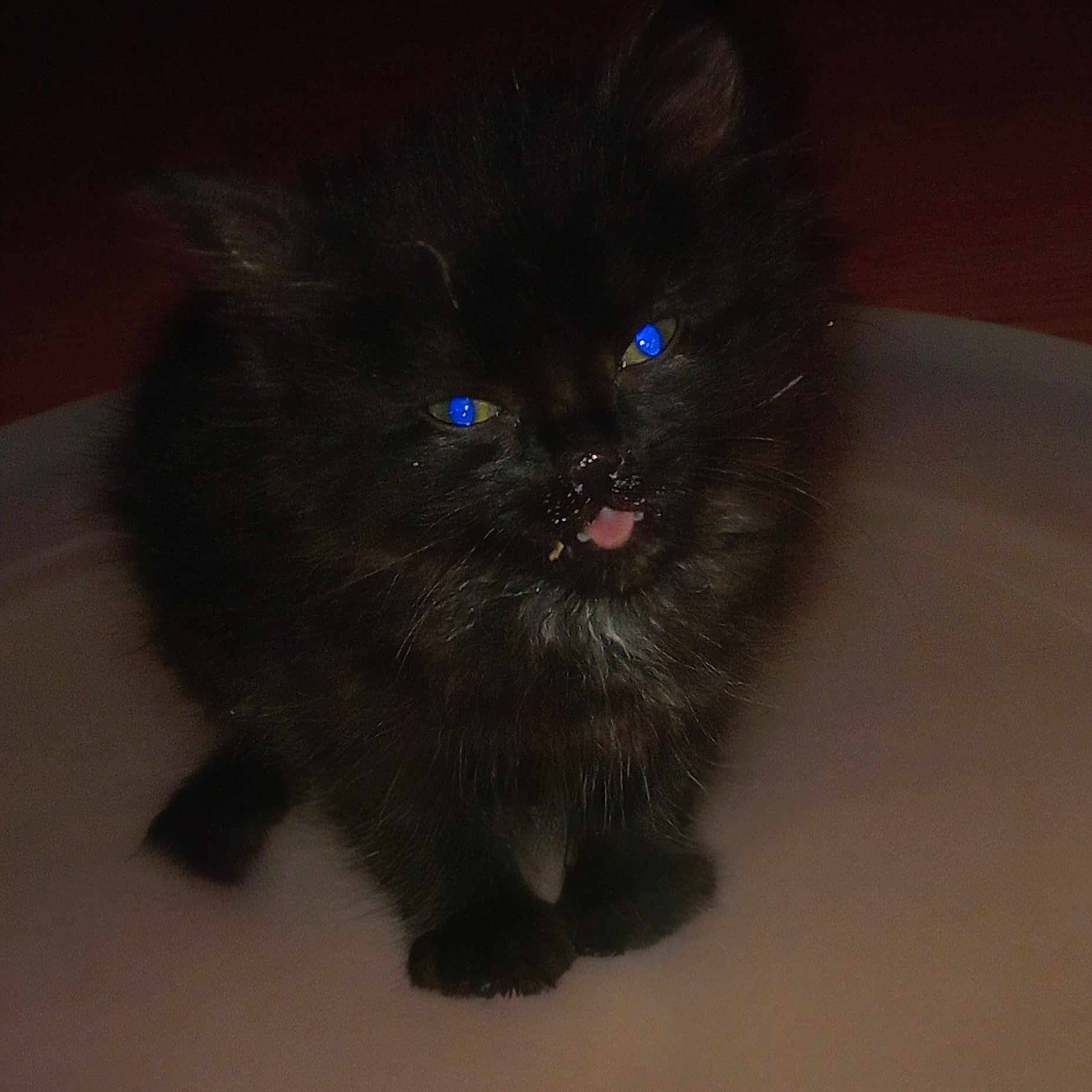 Sage is registered to the contest to win money with this photo: black_kitten, cat, pet, animal, furry, cute, tongue_out, blue_eyes, messy_face, whiskers, small, domestic_cat, indoor, fluffy, close_up, sitting, young, adorable, face, feline
