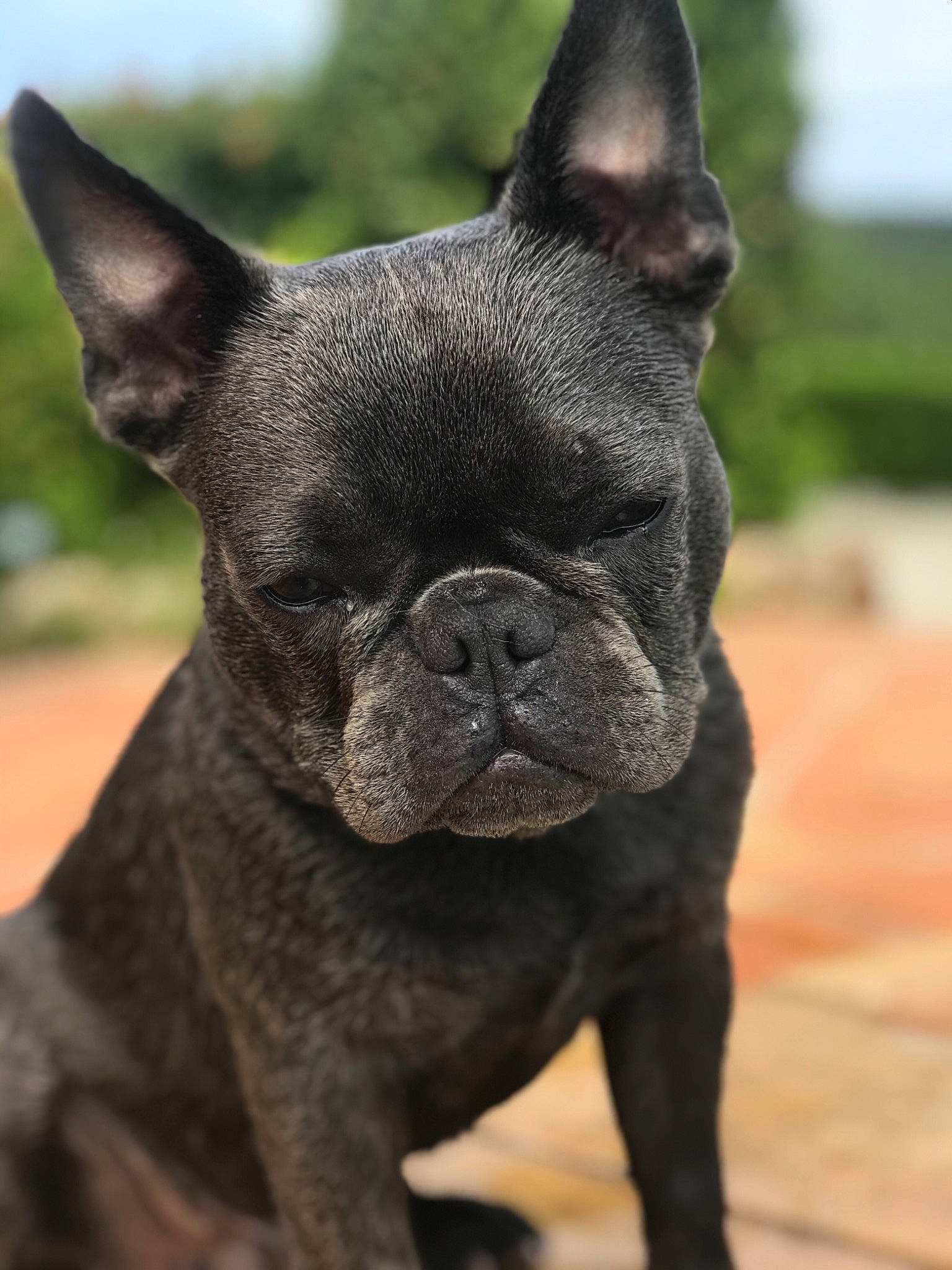 Raph a rejoint le concours — aidez-le/la à gagner de superbes lots ! bulldog, canidae, carnivore, close_up, collar, companion_dog, dog, dog_breed, dog_collar, ear, fawn, french_bulldog, grass, snout, sporting_group, terrestrial_animal, toy_dog, whiskers, working_animal, wrinkle