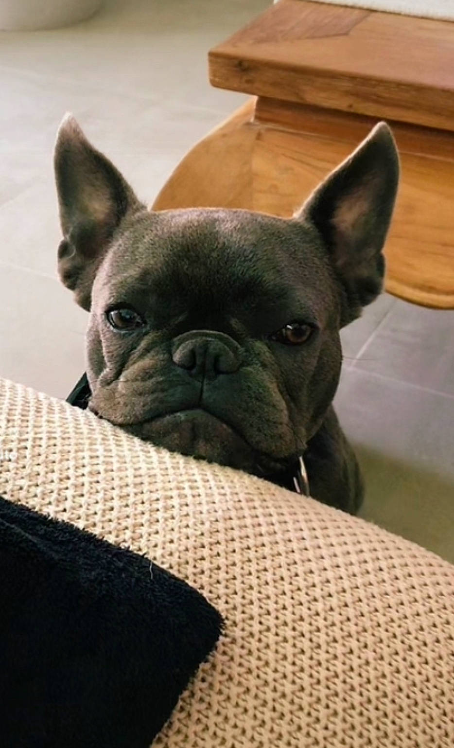 Raph participe au concours pour gagner de l'argent avec cette photo : bulldog, canidae, carnivore, comfort, companion_dog, dog, dog_breed, ear, fawn, french_bulldog, non_sporting_group, pug, snout, sporting_group, terrestrial_animal, toy_dog, whiskers, wood, working_animal, wrinkle