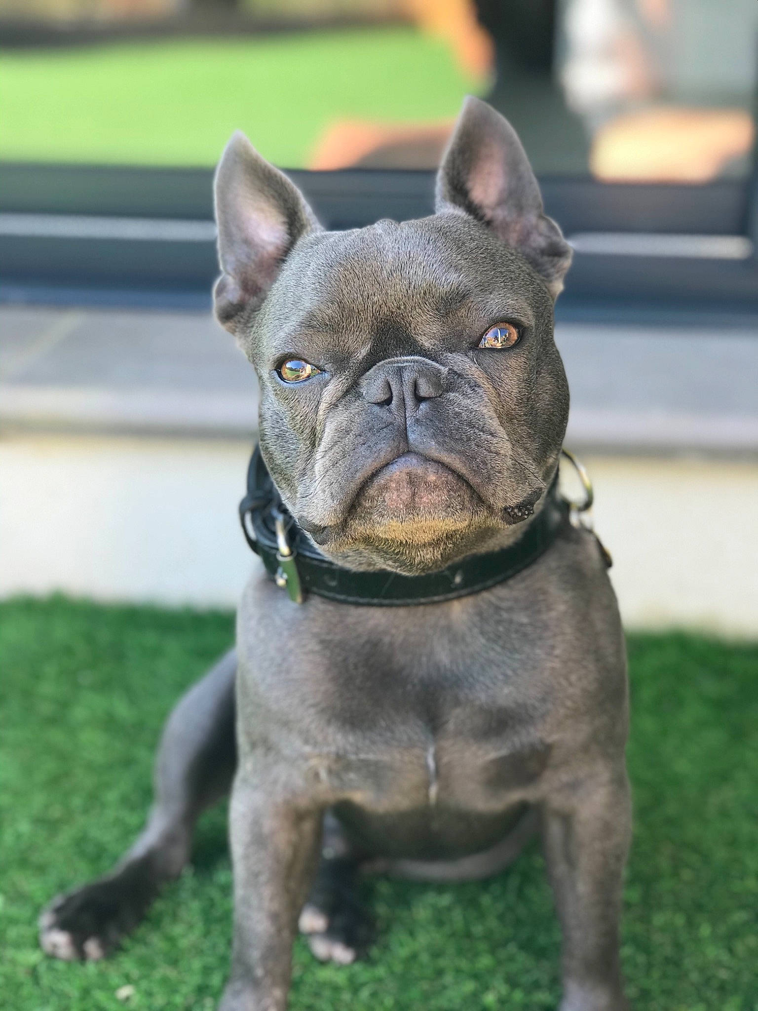 Raph participe au concours pour gagner de l'argent avec cette photo : bulldog, canidae, carnivore, close_up, collar, companion_dog, dog, dog_breed, dog_collar, ear, fawn, french_bulldog, grass, sculpture, snout, sporting_group, terrestrial_animal, toy_dog, whiskers, working_animal