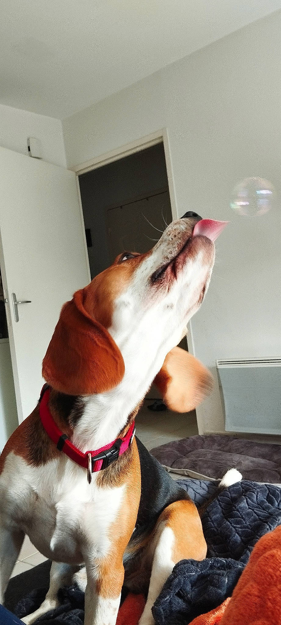 Tommy a rejoint le concours — aidez-le/la à gagner de superbes lots ! canidae, carnivore, collar, comfort, companion_dog, dog, dog_breed, dog_collar, dog_supply, door, fawn, fur, leash, liver, pet_supply, snout, sporting_group, tail, whiskers, working_animal