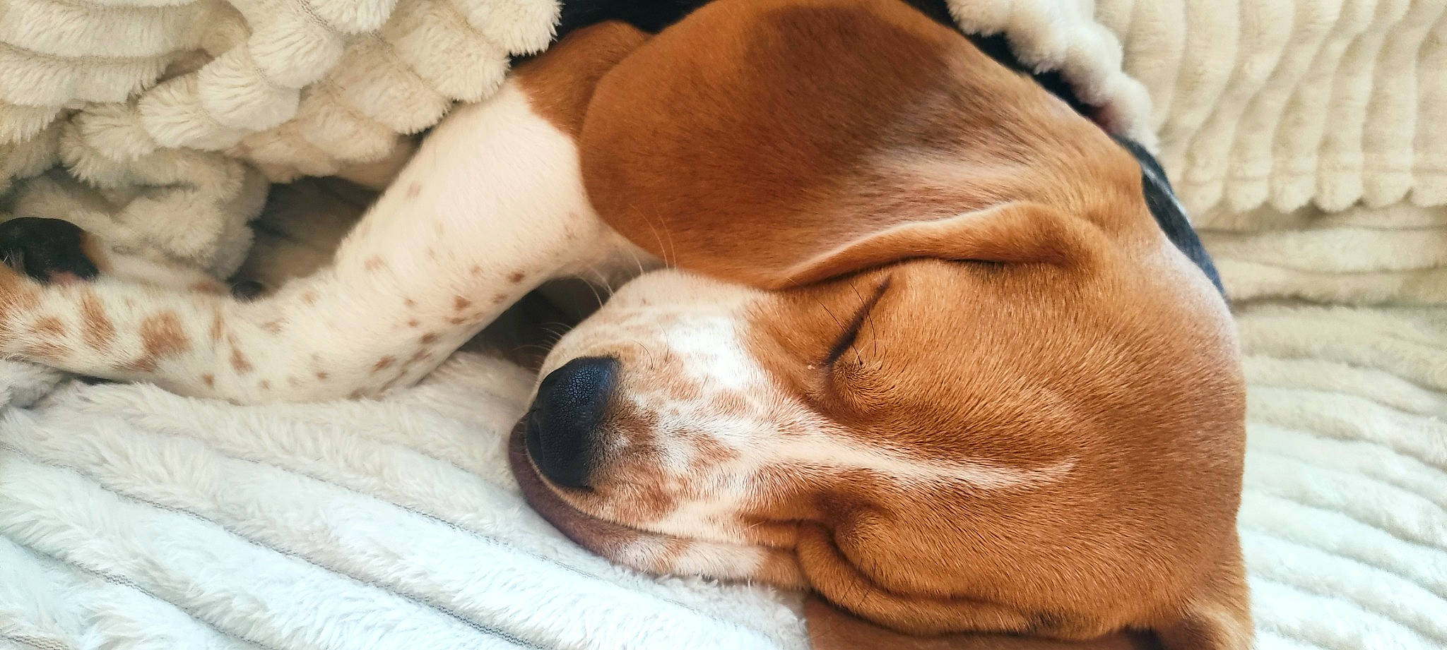 Tommy a rejoint le concours — aidez-le/la à gagner de superbes lots ! bored, canidae, carnivore, comfort, companion_dog, dog, dog_breed, ear, fawn, fur, gun_dog, hunting_dog, liver, nap, non_sporting_group, sleep, snout, sporting_group, whiskers, working_animal