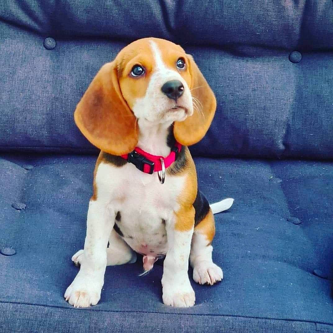Tommy a rejoint le concours — aidez-le/la à gagner de superbes lots ! canidae, carnivore, collar, comfort, companion_dog, dog, dog_breed, dog_collar, dog_supply, fawn, hound, hunting_dog, paw, pet_supply, scent_hound, sleeper_chair, snout, sporting_group, toy, working_animal