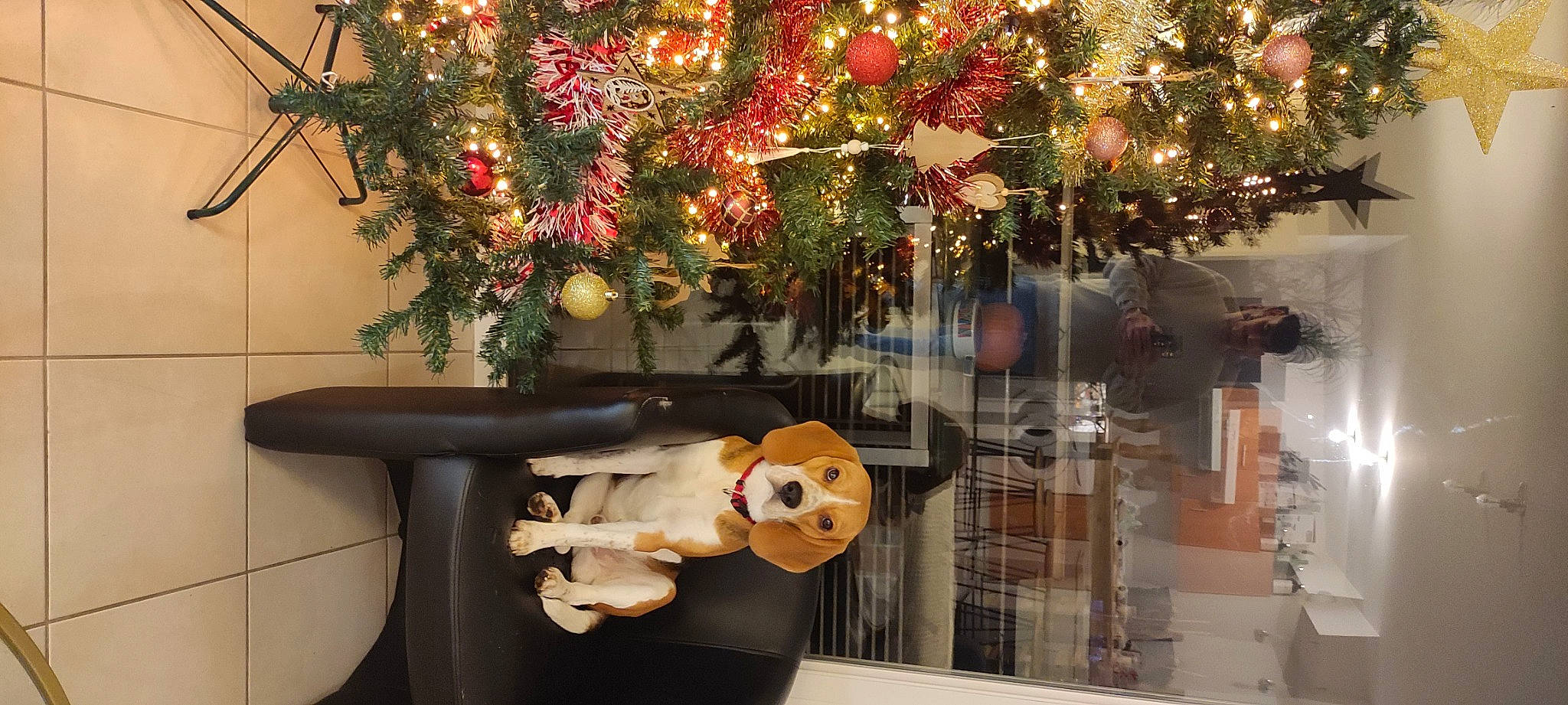 Tommy a rejoint le concours — aidez-le/la à gagner de superbes lots ! beauty, branch, christmas, christmas_decoration, christmas_eve, christmas_ornament, christmas_tree, decoration, event, holiday, holiday_ornament, interior_design, ornament, panda, plant, room, toy, tree, twig, window