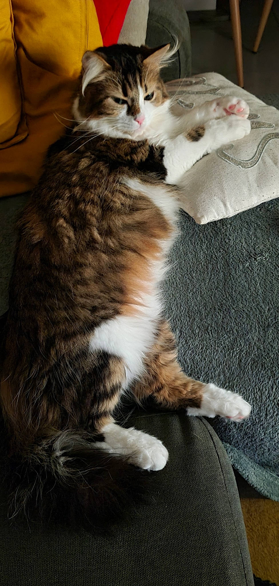 Noisette a rejoint le concours — aidez-le/la à gagner de superbes lots ! carnivore, cat, claw, comfort, domestic_short_haired_cat, felidae, fur, paw, sitting, small_to_medium_sized_cats, snout, tail, terrestrial_animal, whiskers