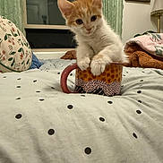 Milo joined the competition — help win amazing prizes! kitten, cat, mug, bed, blanket, pillow, orange_and_white, indoor, curious, cute, pet, feline, domestic_animal, cozy, sleeping_area, window, lamp, decor, patterned, resting