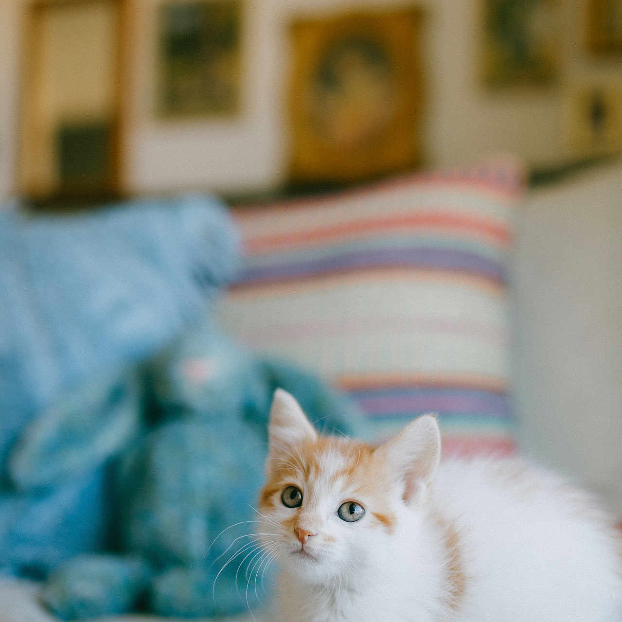 Milo joined the competition — help win amazing prizes! animal, bed, blanket, cat, cozy, curious, cute, domestic, feline, fur, indoor, kitten, orange, pet, pillow, resting, small, soft, white, young