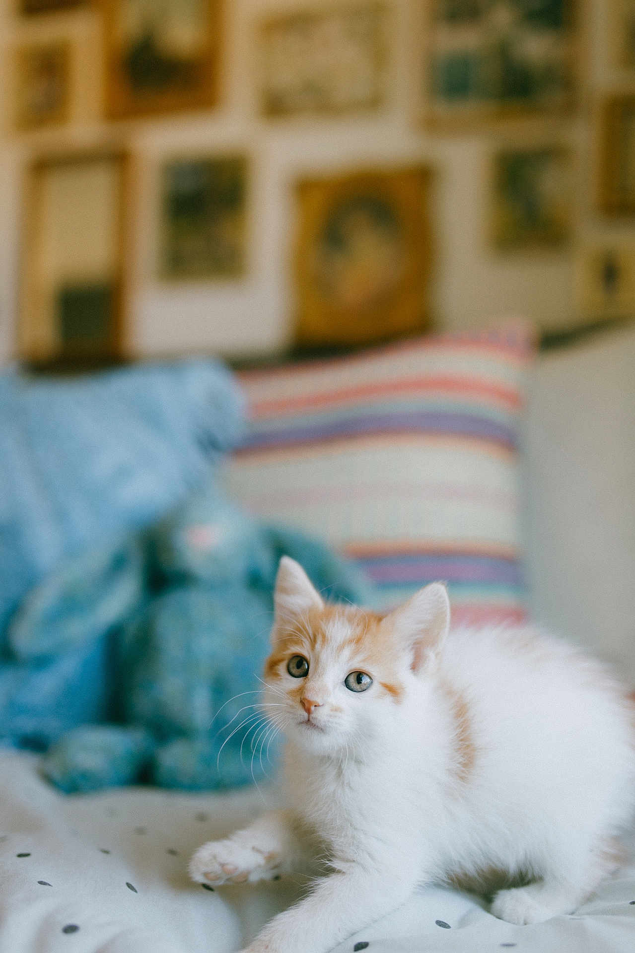 Milo joined the competition — help win amazing prizes! kitten, cat, pet, animal, feline, white, orange, fur, bed, blanket, pillow, indoor, cozy, cute, small, young, domestic, curious, soft, resting