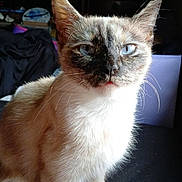 Carmie is registered to the contest to win money with this photo: alert, animal, blue_eyes, cat, close_up, curious, cute, domestic_cat, face, feline, fur, indoor, mottled_face, natural_light, pet, portrait, sitting, soft_fur, tabby, whiskers