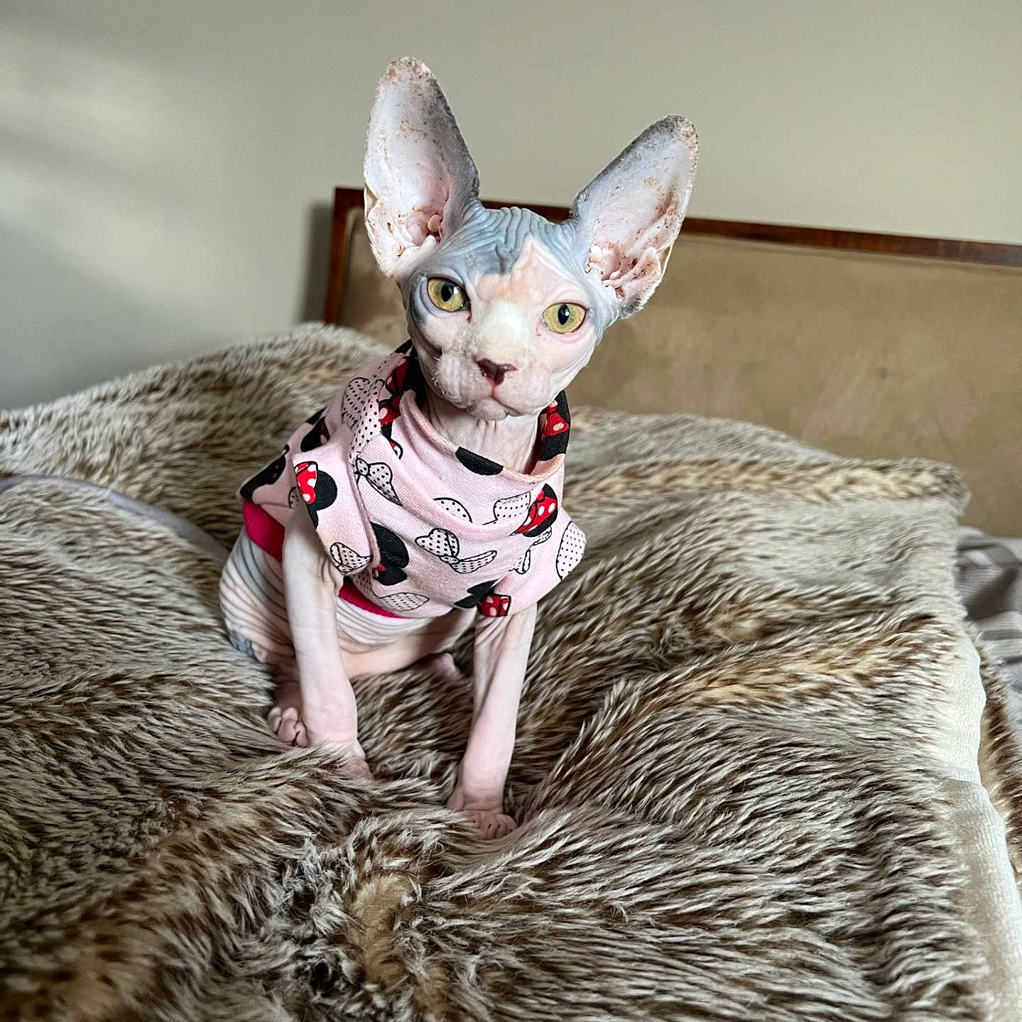 Minnie is registered to the contest to win money with this photo: animal, bed, blanket, cat, cozy, cute, domestic_animal, ears, fur_texture, furniture, hairless_cat, home, indoor, looking_at_camera, pet, pink_shirt, sitting, soft_texture, sphynx_cat, yellow_eyes