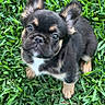 puppy, dog, grass, outdoor, pet, cute, animal, young, ears, fur, black, brown, white, eyes, adorable, nature, small, portrait, looking_up, expression
