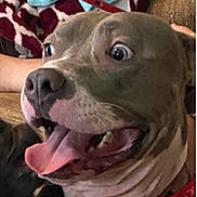 Kilo is registered to the contest to win money with this photo: animal, bandana, blanket, brown_fur, close_up, companion, cozy, cute, dog, domestic_animal, excited, face, happy, indoor, mischievous, pet, snout, tongue_out, towel, wide_eyes