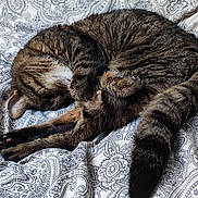 Purin participe au concours pour gagner de l'argent avec cette photo : cat, tabby, sleeping, curled_up, bed, blanket, pattern, paisley, furry, animal, pet, cozy, resting, indoor, whiskers, tail, fur, cute, relaxation, domestic