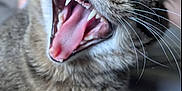 Purin participe au concours pour gagner de l'argent avec cette photo : cat, tabby_cat, yawning, close_up, animal, pet, whiskers, mouth_open, teeth, tongue, fur, sleepy, cute, indoor, mammal, feline, nose, eye, head, expression