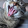 cat, tabby_cat, yawning, close_up, animal, pet, whiskers, mouth_open, teeth, tongue, fur, sleepy, cute, indoor, mammal, feline, nose, eye, head, expression
