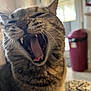 Purin participe au concours pour gagner de l'argent avec cette photo : cat, tabby_cat, yawning, indoor, close_up, animal, pet, whiskers, feline, mouth_open, teeth, tongue, fur, blurred_background, domestic_cat, mammal, cute, relaxed, household, tabby