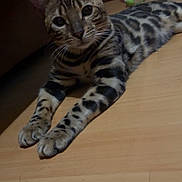 Asterix a rejoint le concours — aidez-le/la à gagner de superbes lots ! animal, bengal_cat, brown_couch, cat, curious_eyes, domestic, ears, floor, furniture, household, indoor, mammal, paws, pet, relaxed, spots, stretched_out, stripes, whiskers, wooden_floor