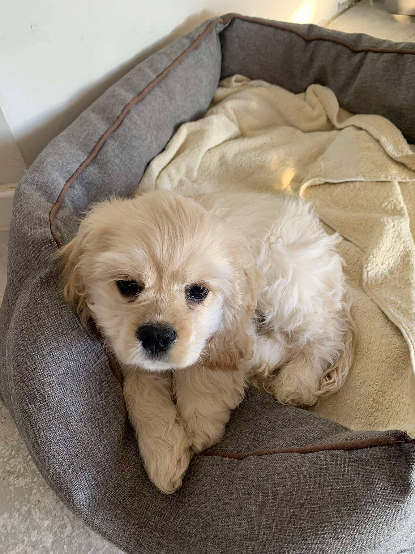 Sally a rejoint le concours — aidez-le/la à gagner de superbes lots ! canidae, carnivore, comfort, companion_dog, dog, dog_breed, dog_supply, firefighter, fur, labradoodle, mal_shi, maltepoo, non_sporting_group, pet_supply, shih_poo, small_terrier, snout, sporting_group, toy_dog, working_animal