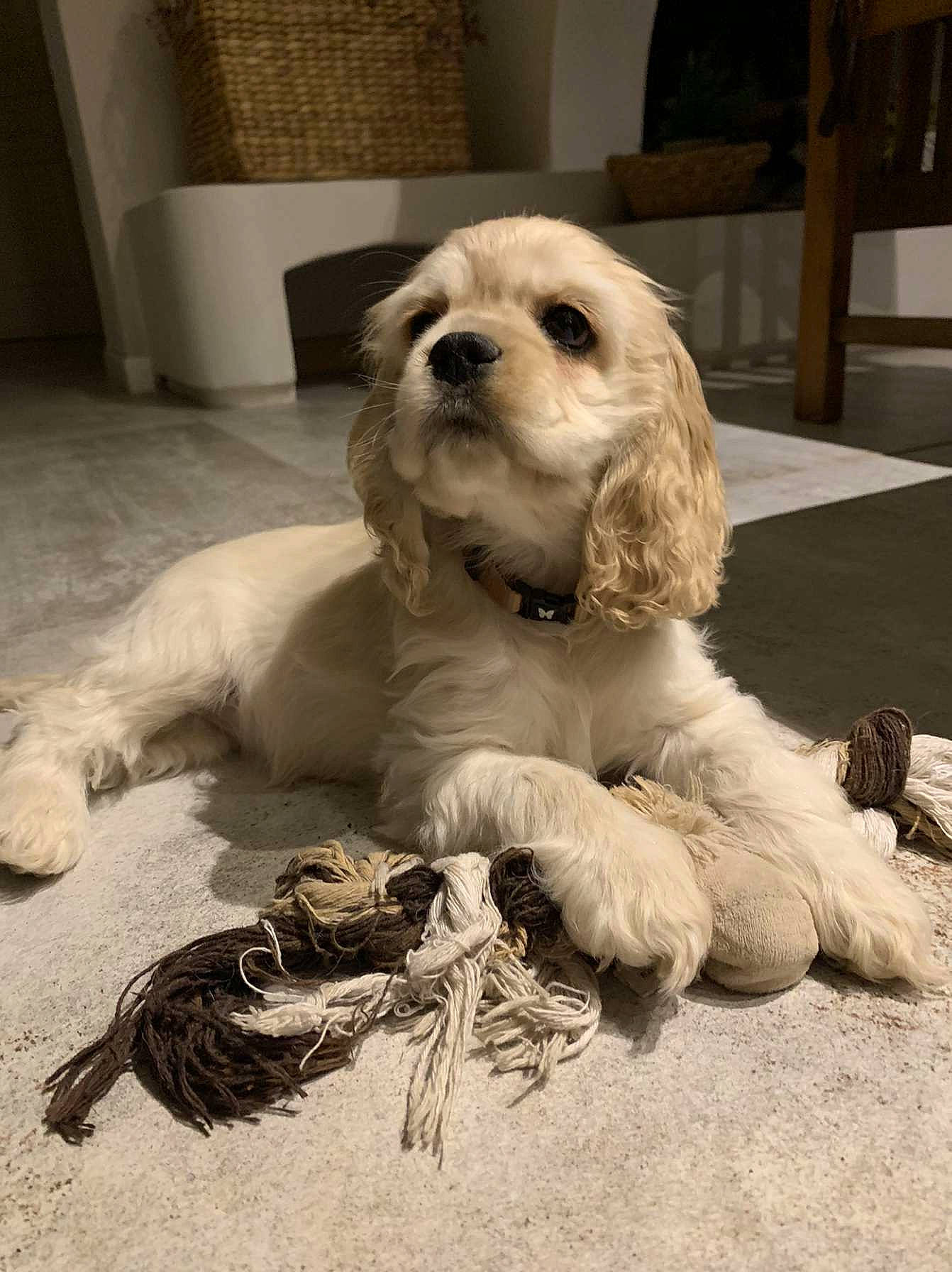 Sally a rejoint le concours — aidez-le/la à gagner de superbes lots ! canidae, carnivore, companion_dog, dog, dog_breed, dog_supply, flooring, fur, maltepoo, monochrome_photography, non_sporting_group, paw, puppy, puppy_love, snout, sporting_group, terrier, toy_dog, whiskers, working_animal