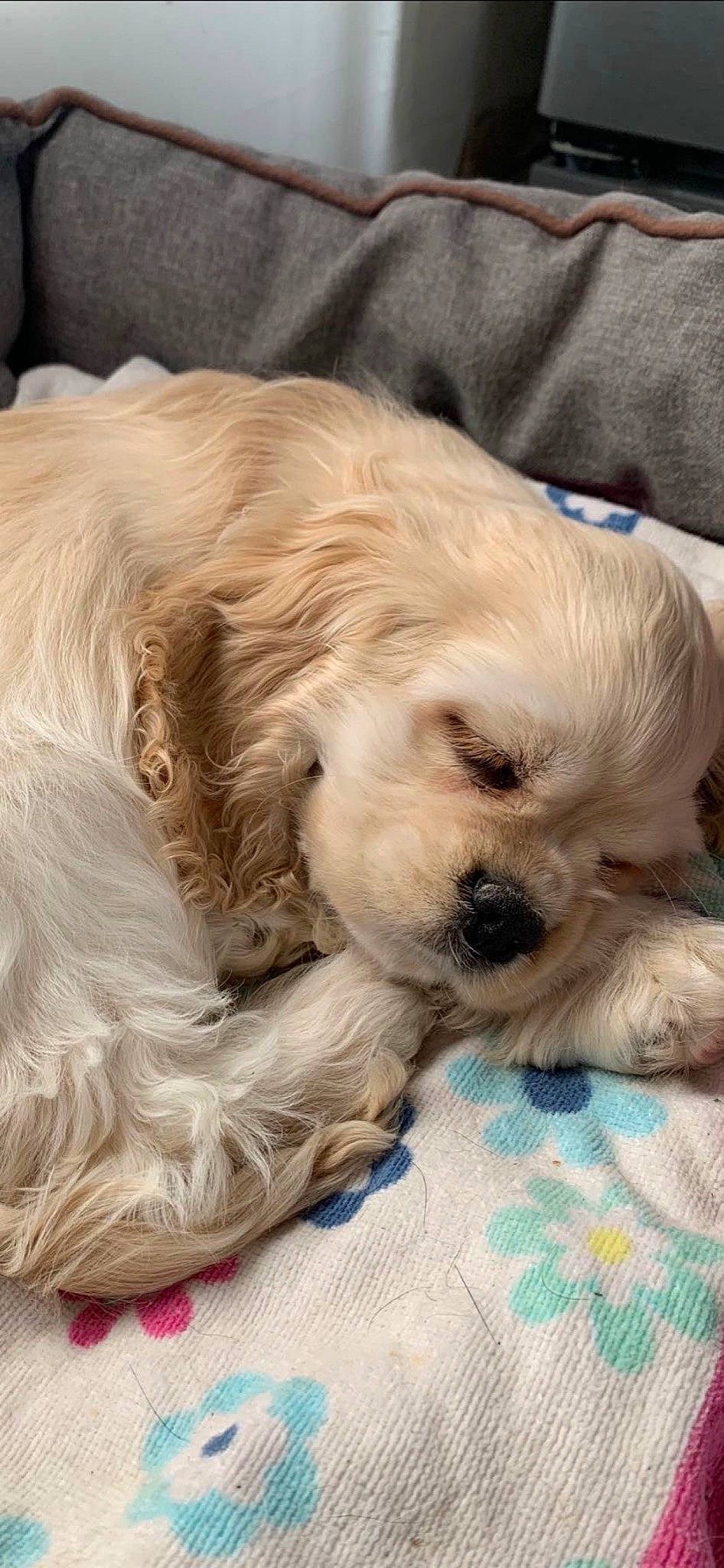 Sally a rejoint le concours — aidez-le/la à gagner de superbes lots ! canidae, carnivore, companion_dog, dog, dog_breed, dog_supply, fawn, fur, liver, nap, paw, puppy_love, retriever, small_terrier, spaniel, sporting_group, terrier, toy_dog, whiskers, working_animal