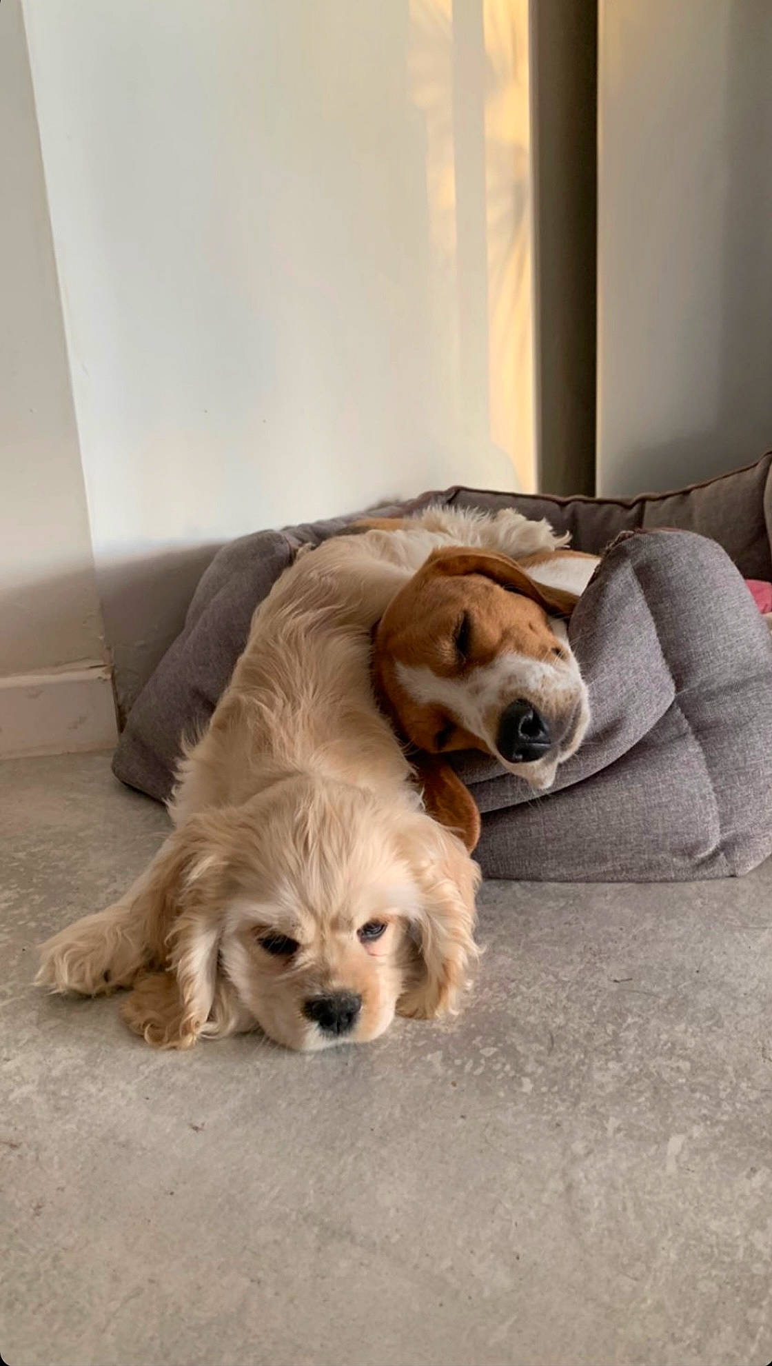 Sally participe au concours pour gagner de l'argent avec cette photo : canidae, carnivore, comfort, companion_dog, couch, dog, dog_breed, dog_supply, fawn, floor, flooring, fur, hardwood, linens, liver, pet_supply, room, whiskers, wood, working_animal