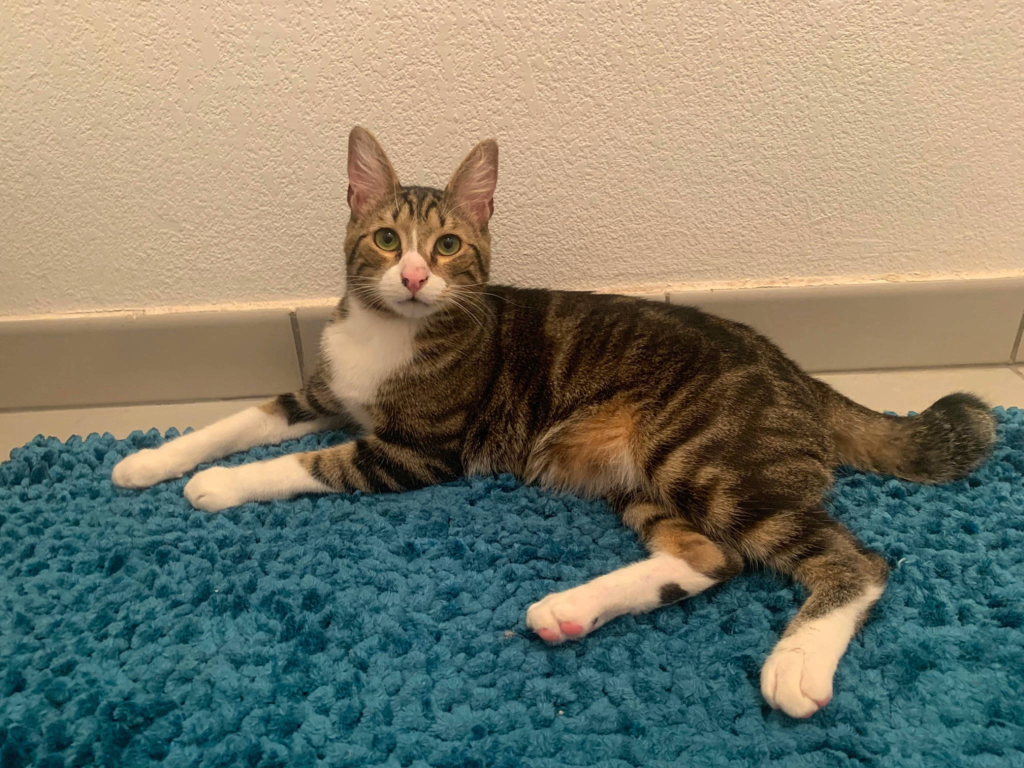 Pharaon a rejoint le concours — aidez-le/la à gagner de superbes lots ! carnivore, cat, claw, comfort, domestic_short_haired_cat, felidae, fur, paw, sitting, small_to_medium_sized_cats, tail, terrestrial_animal, whiskers