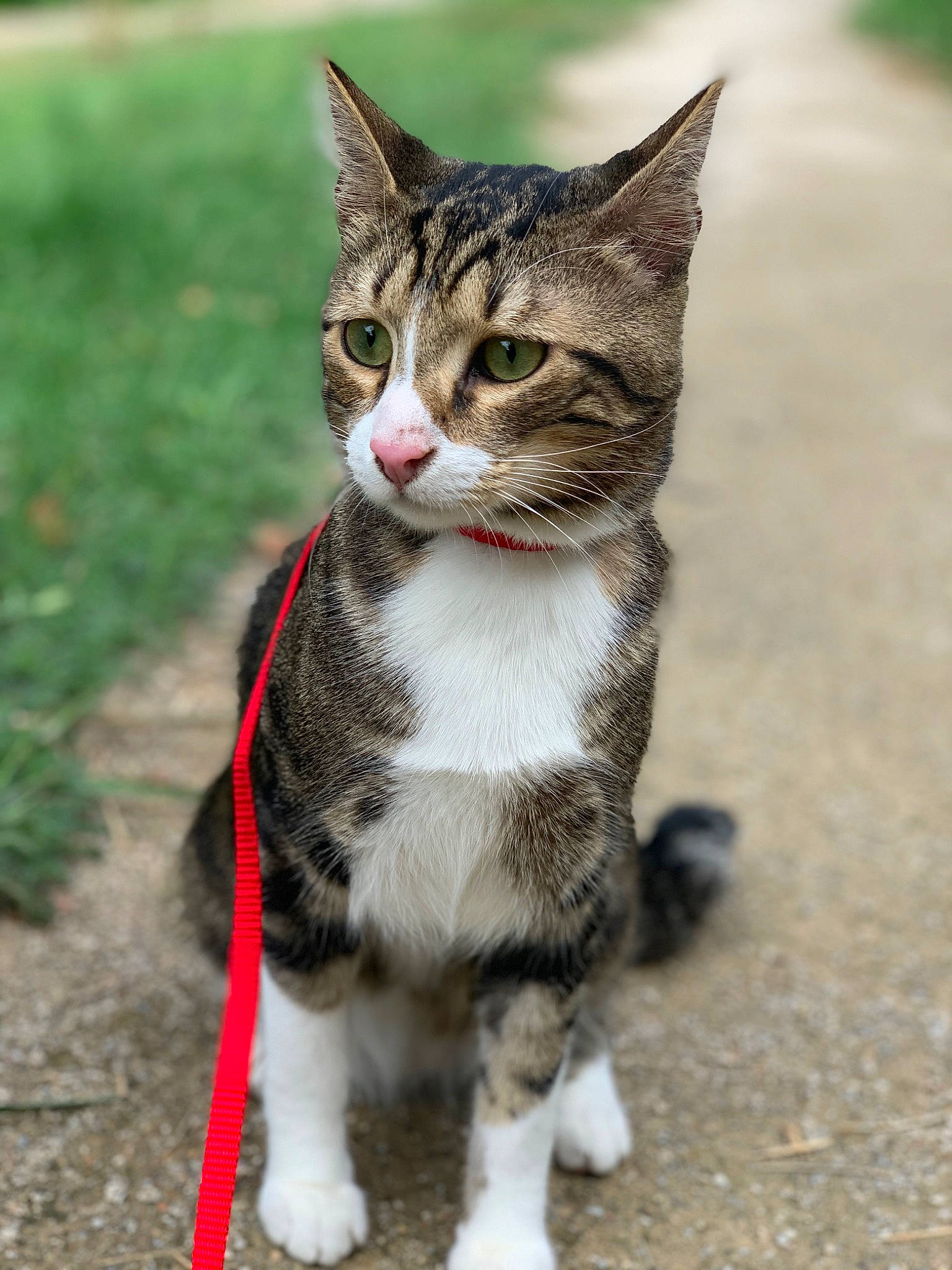 Pharaon a rejoint le concours — aidez-le/la à gagner de superbes lots ! art, carnivore, cat, claw, collar, domestic_short_haired_cat, eye, felidae, foot, fur, grass, leg, paw, sitting, small_to_medium_sized_cats, snout, tail, terrestrial_animal, whiskers, wildlife