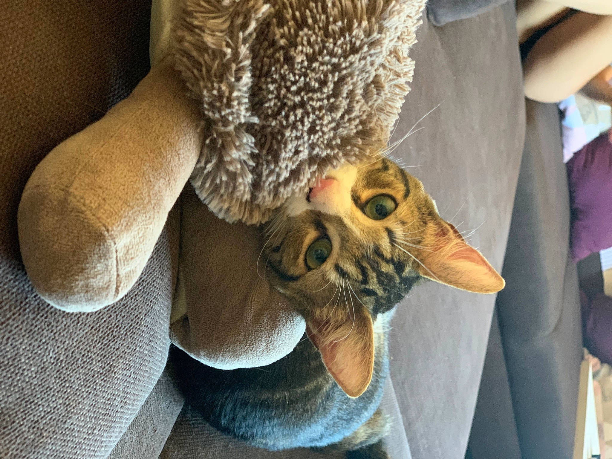 Pharaon a rejoint le concours — aidez-le/la à gagner de superbes lots ! bird_of_prey, fashion_accessory, fawn, feather, felidae, fur, hat, livestock, mask, owl, plush, small_to_medium_sized_cats, snout, stuffed_toy, tail, terrestrial_animal, toy, whiskers, wildlife, wood