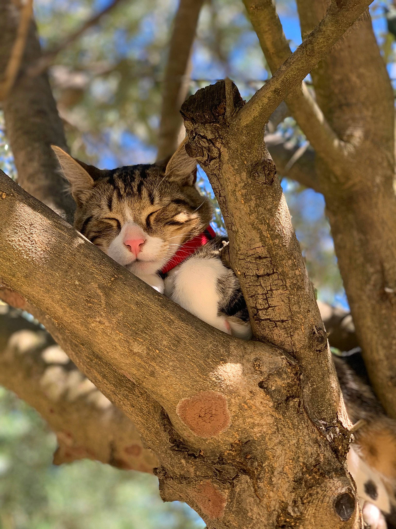 Pharaon a rejoint le concours — aidez-le/la à gagner de superbes lots ! botany, branch, carnivore, cat, felidae, fur, grass, organism, plant, plant_stem, sky, small_to_medium_sized_cats, squirrel, tail, tree, trunk, twig, whiskers, wildlife, wood