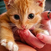 Bobby joined the competition — help win amazing prizes! kitten, cat, ginger_cat, pet, animal, cute, feline, whiskers, ears, eyes, hand, fingers, lap, skin, person, domestic_animal, close_up, indoor, affection, young_animal