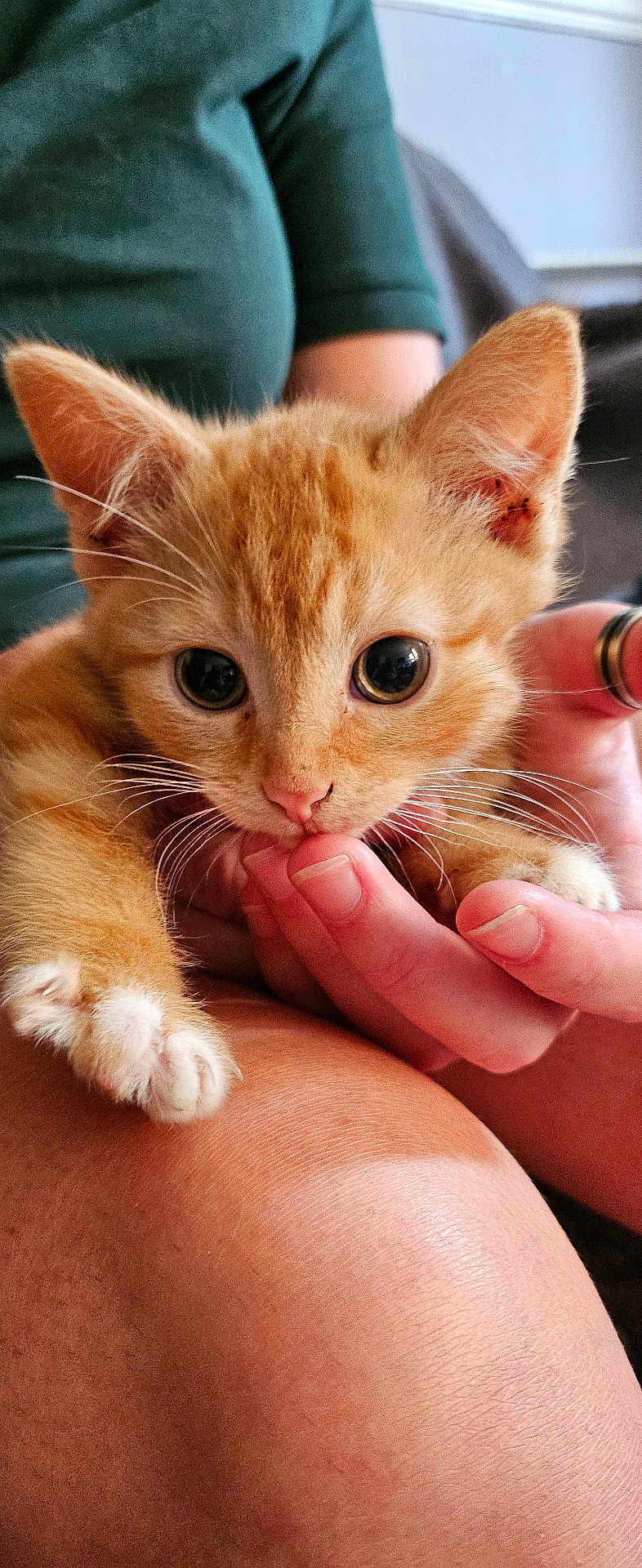 Bobby joined the competition — help win amazing prizes! kitten, cat, ginger_cat, pet, animal, cute, feline, whiskers, ears, eyes, hand, fingers, lap, skin, person, domestic_animal, close_up, indoor, affection, young_animal