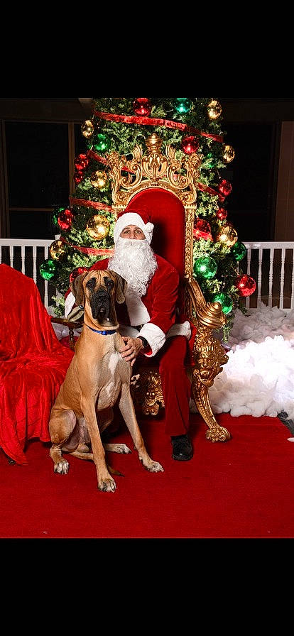 Scooby Doo is registered to the contest to win money with this photo: carnivore, christmas, christmas_decoration, christmas_eve, christmas_ornament, christmas_tree, collar, companion_dog, dog, dog_breed, event, fawn, fictional_character, flooring, holiday, holiday_ornament, lap, ornament, santa_claus, sporting_group