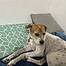 Sweetie Pie is registered to the contest to win money with this photo: dog, bed, pillow, cushion, white_wall, geometric_pattern, brown_fur, white_fur, pet, indoor, relaxed, lying_down, collar, canine, fur, animal, resting, domestic_animal, side_view, quiet