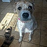 Sweetie Pie is registered to the contest to win money with this photo: dog, pet, indoor, tile_floor, sandals, sunlight, shadow, curious, brown, white, collar, animal, looking_up, floor, close_up, scruffy, medium_sized_dog, quiet, home, casual