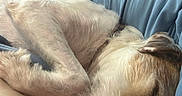 Sweetie Pie is registered to the contest to win money with this photo: dog, sleeping, blanket, blue_blanket, cozy, resting, fur, pet, canine, indoors, comfort, cute, closeup, nap, domestic_animal, relaxation, soft, snout, paw, fur_texture
