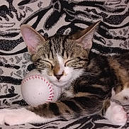 Gribouille participe au concours pour gagner de l'argent avec cette photo : cat, kitten, sleeping, baseball, blanket, tabby, striped, paw, cute, pet, animal, feline, resting, cozy, soft, patterned, closeup, indoor, relaxed, young