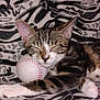 cat, kitten, sleeping, baseball, blanket, tabby, striped, paw, cute, pet, animal, feline, resting, cozy, soft, patterned, closeup, indoor, relaxed, young