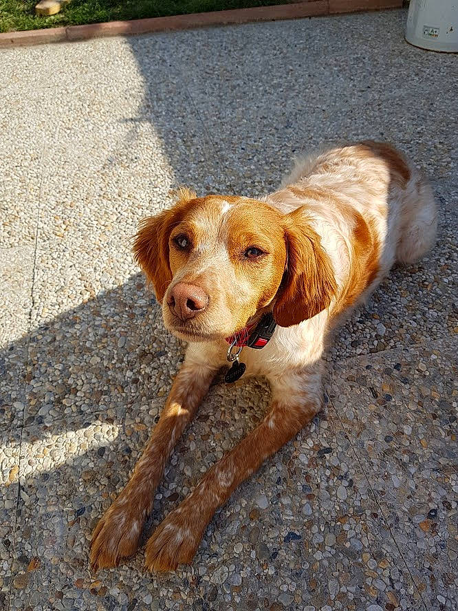 Genny a rejoint le concours — aidez-le/la à gagner de superbes lots ! carnivore, collar, companion_dog, dog, dog_breed, dog_collar, fawn, fur, gun_dog, hunting_dog, liver, pet_supply, plant, road_surface, snout, soil, spaniel, sporting_group, whiskers, working_animal