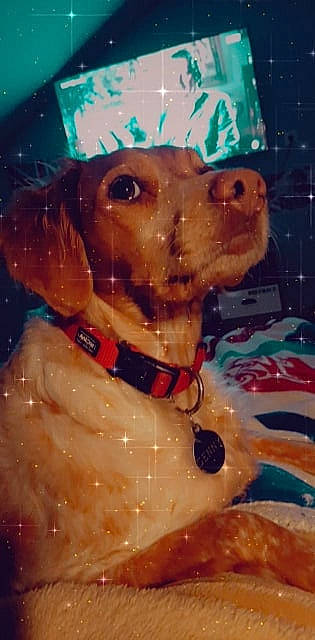 Genny a rejoint le concours — aidez-le/la à gagner de superbes lots ! canidae, carnivore, collar, companion_dog, dog, dog_breed, dog_collar, dog_supply, fawn, fur, liver, pet_supply, puppy, snout, sporting_group, toy, whiskers, working_animal