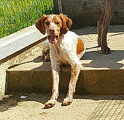 Genny a rejoint le concours — aidez-le/la à gagner de superbes lots ! ancient_dog_breeds, braque_francais, carnivore, companion_dog, dog, dog_breed, fawn, gun_dog, liver, road_surface, soil, sporting_group, tail, terrestrial_animal, working_animal