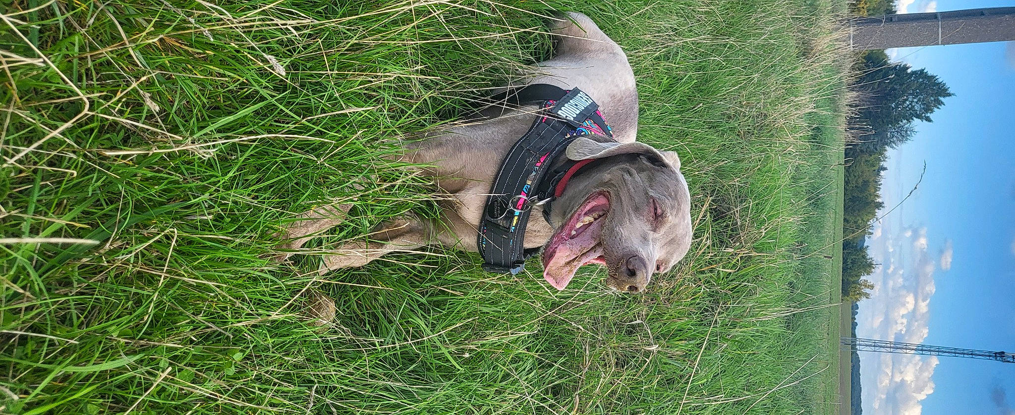 Joyce a rejoint le concours — aidez-le/la à gagner de superbes lots ! canidae, carnivore, dog_breed, fawn, grass, grassland, plant, safari, snout, soil, sporting_group, tail, terrestrial_animal, wildlife, working_animal