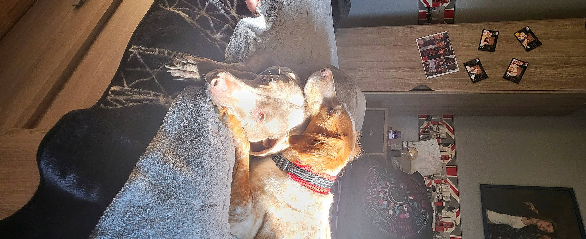 Joyce participe au concours pour gagner de l'argent avec cette photo : canidae, carnivore, cat, collar, dog_breed, domestic_short_haired_cat, fawn, felidae, fur, small_to_medium_sized_cats, snout, sporting_group, tail, whiskers, wood