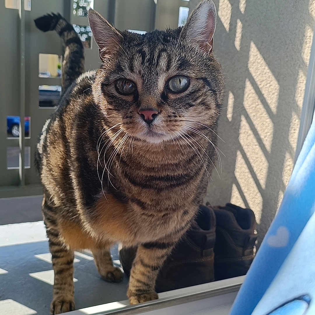 Titi a rejoint le concours — aidez-le/la à gagner de superbes lots ! abyssinian, animal, architecture, building, cat, clothing, curtain, footwear, furniture, hardwood, indoors, kitten, livingroom, manx, pet, plywood, shoe, skylight, window, wood