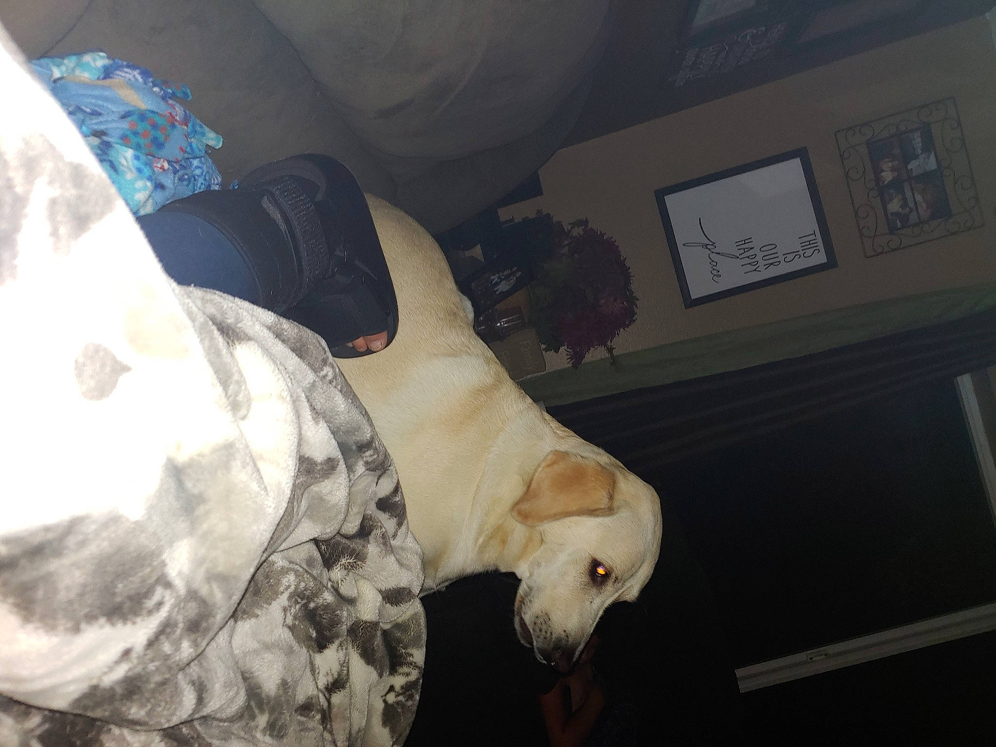 Rebel joined the competition — help win amazing prizes! canidae, carnivore, cat, felidae, leg, nose, sporting_group