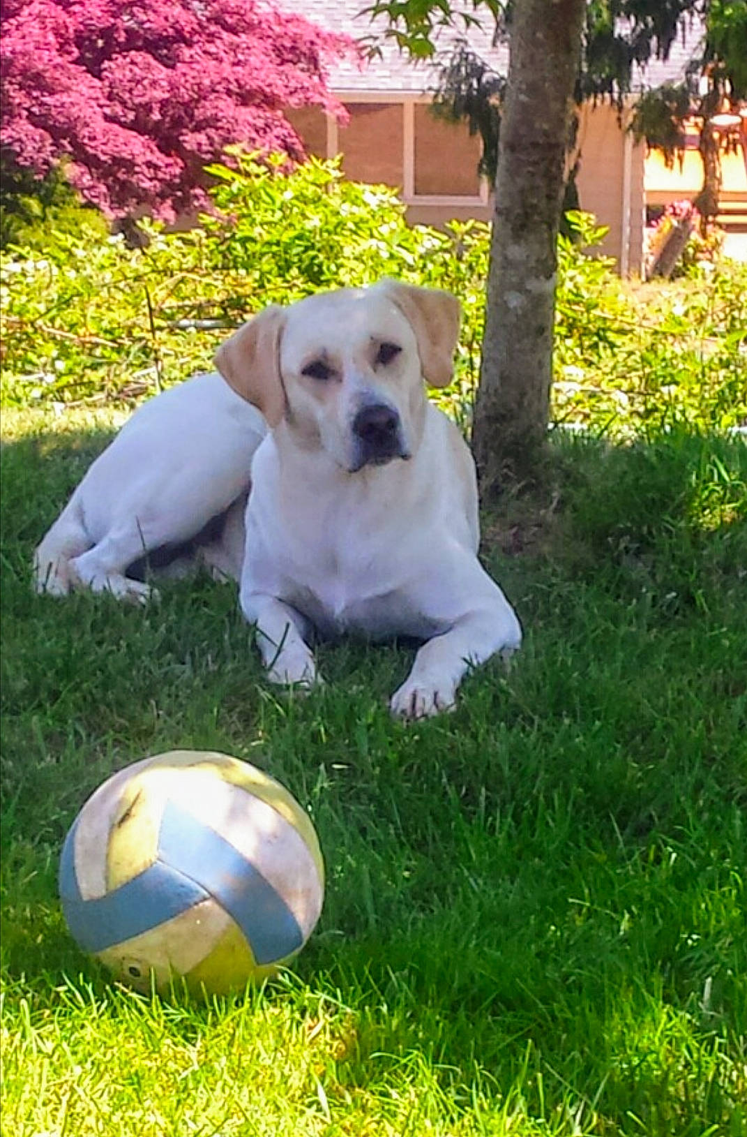 Rubel joined the competition — help win amazing prizes! ball, canidae, carnivore, companion_dog, dog, dog_breed, fawn, grass, labrador_retriever, lawn, mammal, puppy, retriever, snout, sporting_group